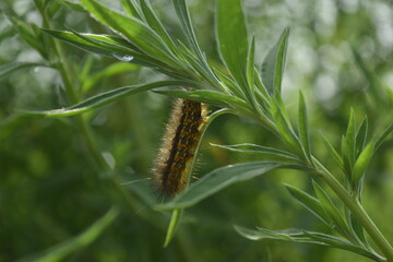 caterpillars feeding on plants, butterfly worms, cluster larvae, moths, scorpions, beetles, fiddler spiders, spiders, black widows
