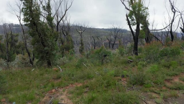 Drone aerial footage of a large forest recovering from severe bushfire in The Blue Mountains in New South Wales in Australia.