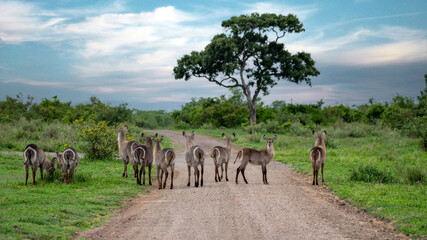 Waterbuck herd on the road in Kruger National Park, South Africa - obrazy, fototapety, plakaty