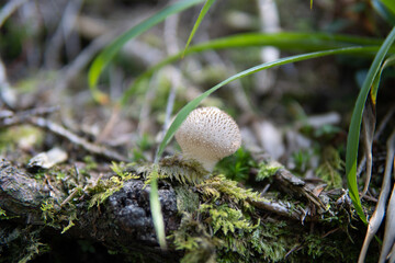 mushroom on the moss