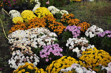 Flowers garden chrysanthemums. Chrysanthemums in the garden. 