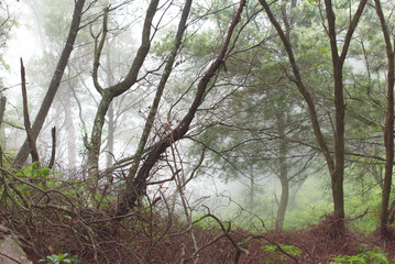 With eucalyptus trees in New South Wales, Australia