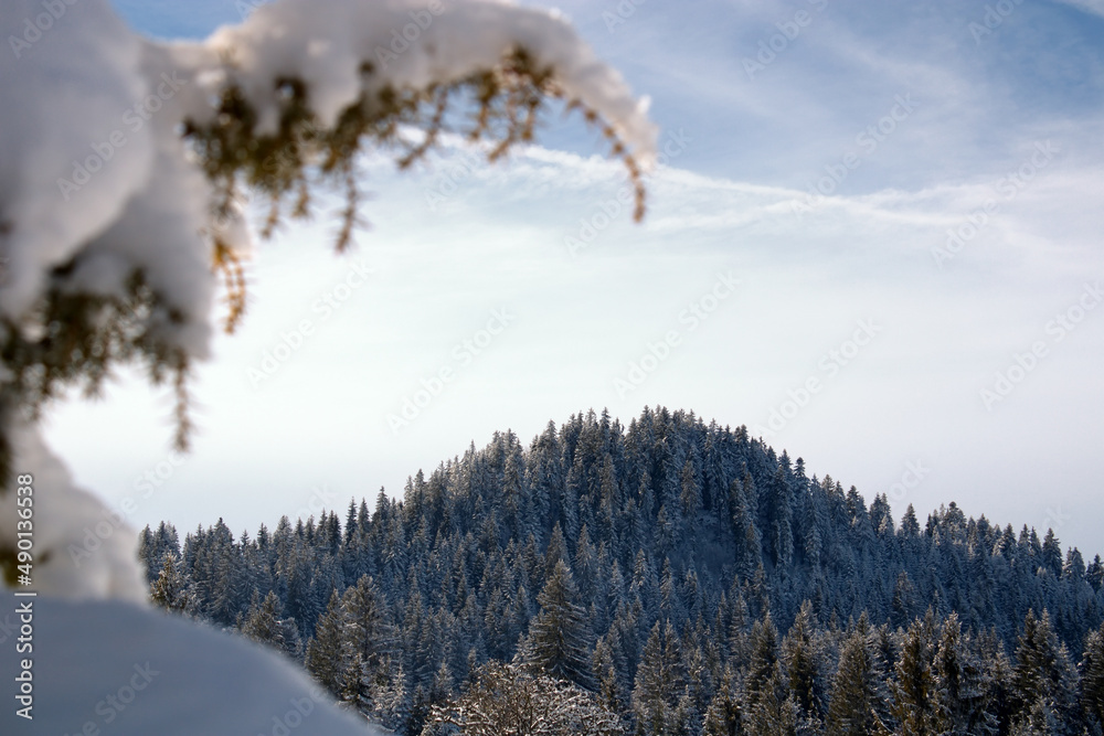 Poster Beautiful landscape with frozen trees in a forest