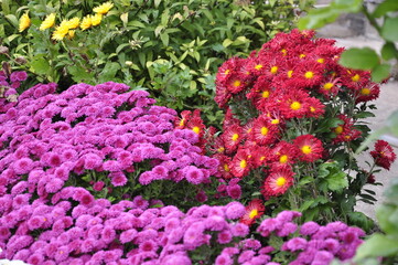 Obraz premium Flowers garden chrysanthemums. Chrysanthemums in the garden. 