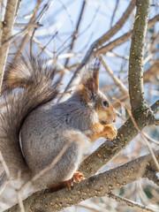 The squirrel with nut sits on tree in the winter or late autumn