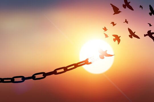 Concept of Freedom with chains breaking and free birds that flies away at sunset. Liberty Concept