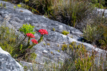 Red flower on Table Mountain in Cape Town