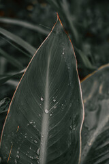 Vertical shot of waterdrops on a huge plant leaf.