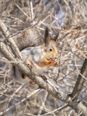 Fototapeta premium The squirrel with nut sits on tree in the winter or late autumn
