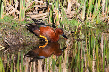 Closeup of a Cinnamon Teal duck entering the reflective waters of a Marsh in a Wetland habitat filled with reeds in early Spring.