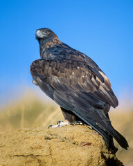 Golden eagle on roost close up