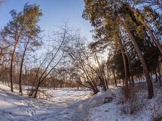 Pines and birches in winter park on a sunny day