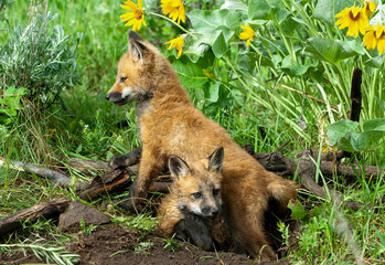 Red fox pups at den site