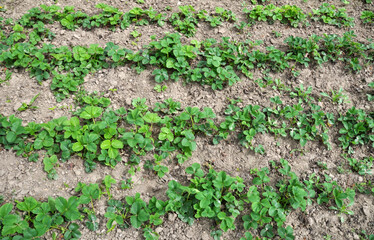  Strawberries grow in the garden