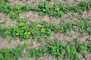  Strawberries grow in the garden