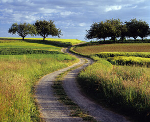 Obraz premium Feldweg im Odenwald