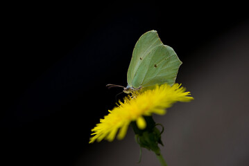 Closeup of the Gonepteryx rhamni, known as the common brimstone.