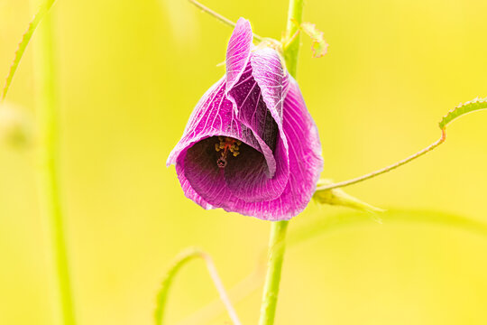 Closeup Shot Of A Purple Indian Mallow