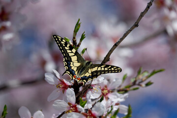 Papilio machaon on almond blossom in March in Spain