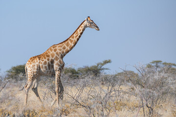 Southern Giraffe (Giraffa camelopardalis angolensis) in the bush, Etosha national park, Namibia