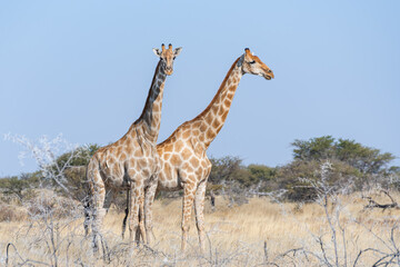 Couple of Southern Giraffes (Giraffa camelopardalis angolensis) in the bush, Etosha national park, Namibia