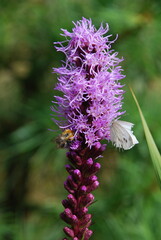 Liatris spikelet begins to bloom. Pink-purple flowers with long thin petals bloom. On the flower sits a yellow-black bumblebee and a butterfly with white wings on which there are dark dots.