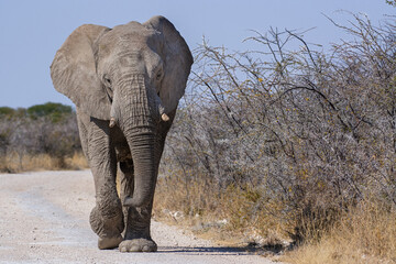 Fototapeta na wymiar Bull of African elephant, Loxodonta africana, walking on the road, Etosha national park, Namibia