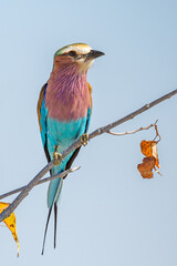 The lilac-breasted roller (Coracias caudatus) perched on the branch, Etosha national park, Namibia