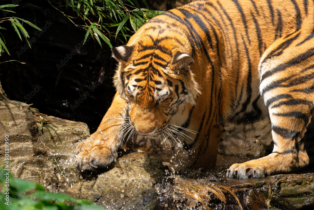 Wall mural Shallow focus shot of a tiger drinking water from the pond in its enclosure at the zoo