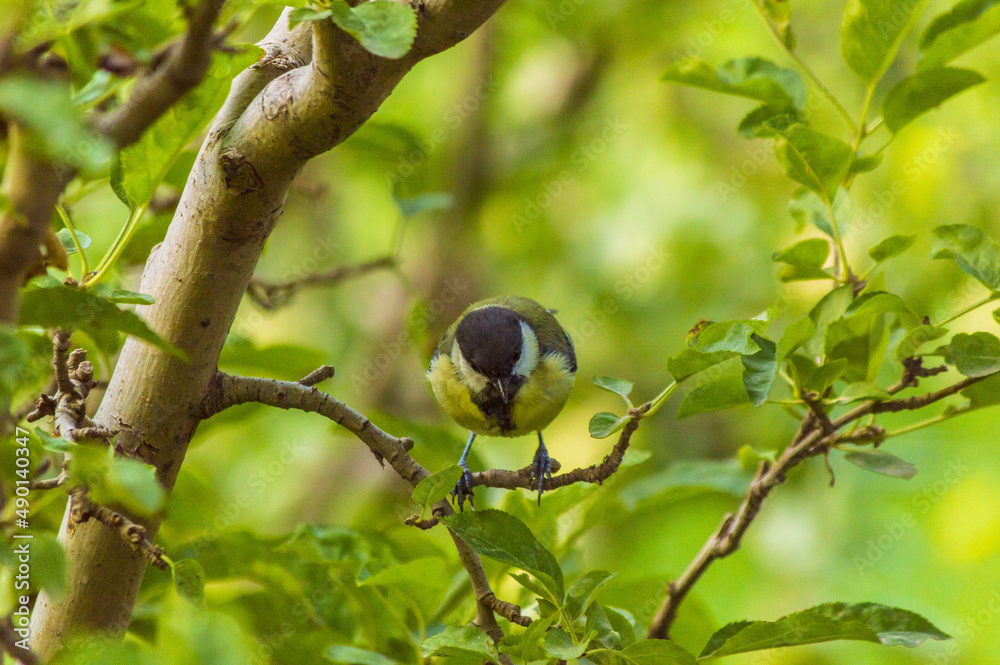 Wall mural cute tit bird perched on a tree branch in a park