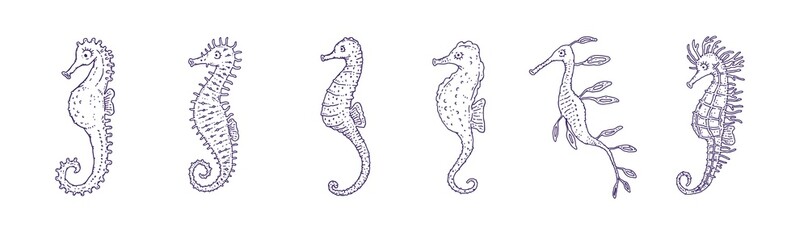 Set seahorses different forms. Vector ocean animals underwater life doodle line isolated illustrations.