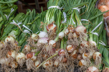Zwiebeln (Allium cepa), Marktstand