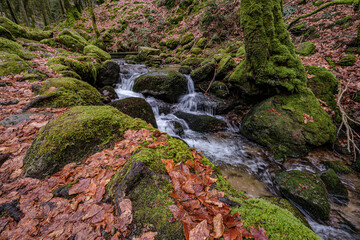 Closeup of the river and the rocks covered with moss. Black Forest Mountains, Germany.