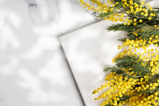 Flowers banner composition. Mimosa flowers on marble background. Spring concept. Top view, copy space