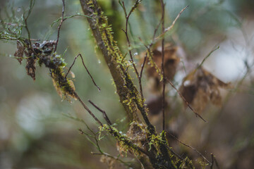 Tree branch in the snow