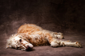 Portrait of a cute sad English Setter dog laying with dark background