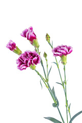 Fototapeta premium Fresh flowers carnation on a white isolated background