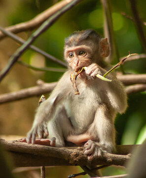 Shallow focus of a young baby cute monley eating a plant on the tree