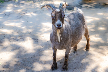 White-brown goat looks at the photographer friendly