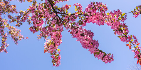Beautiful branch with lush blooming flowers of Redbuds tree in spring on background of the blue sky