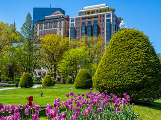Pink tulips in the foreground against a green lawn in Boston Common in May