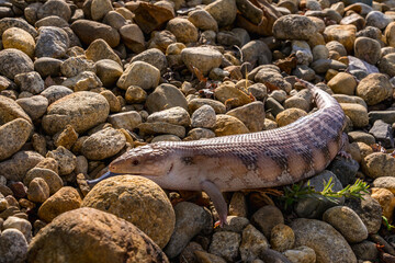 Skink lizard (family Scincidae) between stones in search of food. Skinks are popular pets.