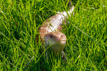Skink lizard (family Scincidae) in the grass close up front