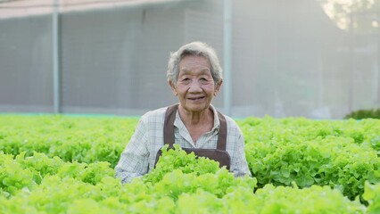agriculture concept of 4k Resolution. Asian woman carrying vegetables with a smile in a greenhouse. Intends to deliver the best to customers.