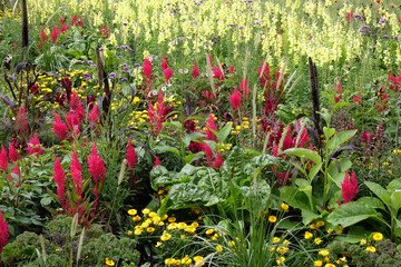 Obraz premium Sommerblumenbeet