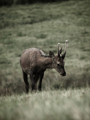 Young deer in wilderness © Wow1877/Wirestock