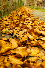 Autumn background. Brown fallen leaves on the road