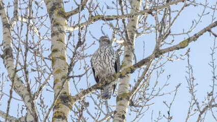Hawk on a tree