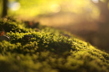 moss close up with blurred background
