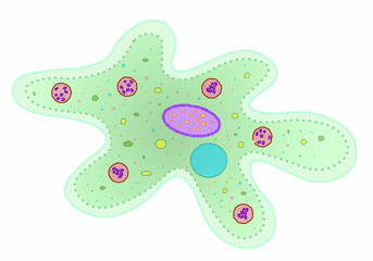 Amoeba structure. Green transparent anatomy. Blank, clean cartoon draw illustration. Colored parts, pseudopodia, nucleus, food vacuole. White back. Vector